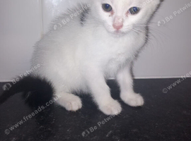 8 week old FEMALE kittens