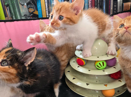 Ginger and Calico Kittens for Sale