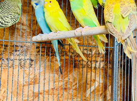Young budgies