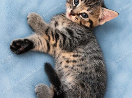 Beautiful Kittens