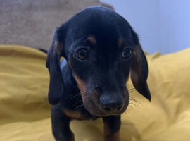 Miniature KC Registered Daschund Puppies