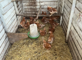 HYBRED GROWERSBnew=1