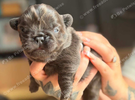 Fluffy French bulldog
