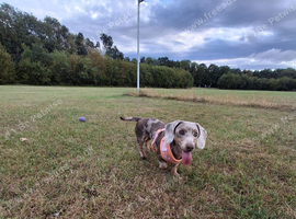 Female dachshund