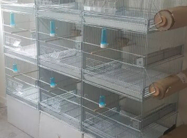 Trio Canary and Finches braiding cage new