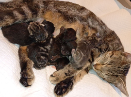 7 gorgeous kittens