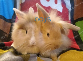 5 babys ready now