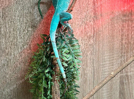 One year old iguana
