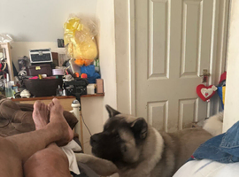 I have seven gorgeous American Akita father pure bread