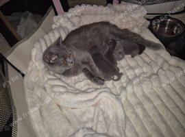 8 week old British shorthair