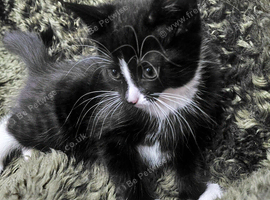 Cute Black and white kittens tuxedo 8 weeks old