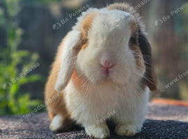 Vaccinated Mini Lop
