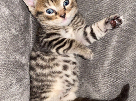 Two male kittens