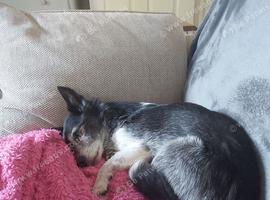 I'm seeking urgent temporary foster care for my dog