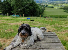 Dogs At Home