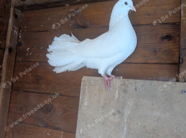 Fantail pigeons
