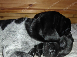 KC registered German Wirehaired Pointer puppies