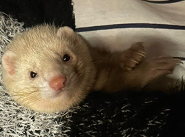 2 male ferrets