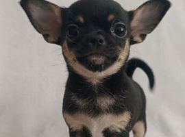 X3 Chihuahua puppies for dale