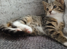 Kitten
