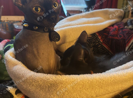 Coated sphynx cross savannah