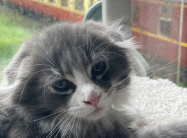 Maine Coon x Scottish Fold, 8 weeks, big, folded ears
