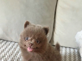 Amazing lilac girls russian line pomeranians