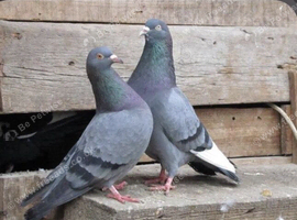 Pair of high flyer tippler pigeos