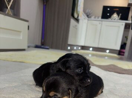 Yorkshire terrier X Jack Russell