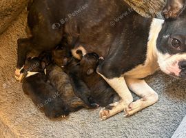 Rare Boston Terrier x Cockapoo Puppies