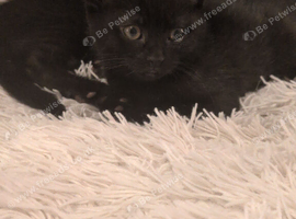 5 British short hair cross black kittens