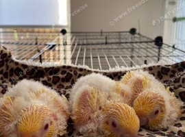 Baby handtame Lutino lineolated parakeet