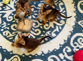 Pedigree abbysianian kittens