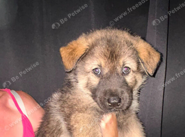 Shepsky puppies for sale