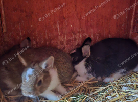 14 week old bucks