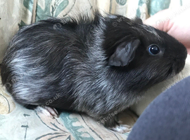 Wanted a new home