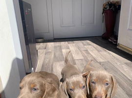 Miniature dachshund puppies for sale