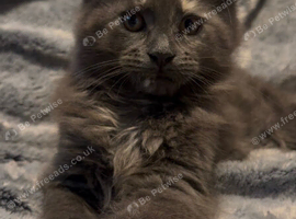 TICA reg Maine Coons - Ready to leave