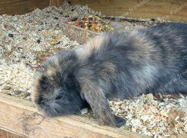 Beautiful baby mini lops
