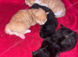 4 stunning kittens