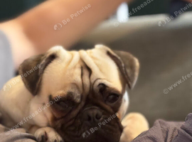 1 year old male pug