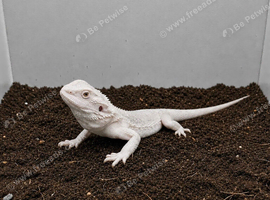 Hypo Zero Bearded Dragon