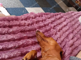 Loking for a male Dachshund to breed my female