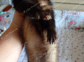 Male ferret for sale looking for a loving home