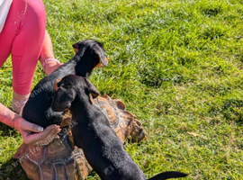 Miniature Dachshund x Jack Russell x Yorkshire terrier