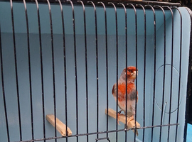 2025 cock Harlequin
