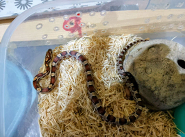 FAIRLY YOUNG ANERY CORN SNAKE