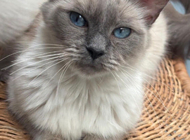 Ragdoll sisters