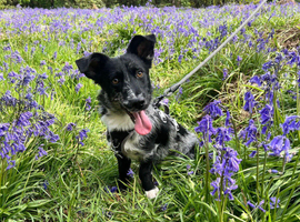 Beautiful little pixel needs a home