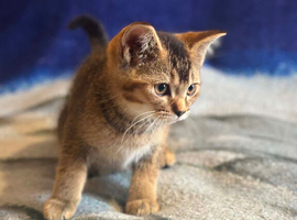 Bsh x kitten